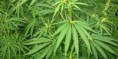 /album/fotogaleria/marihuana-jpg/
